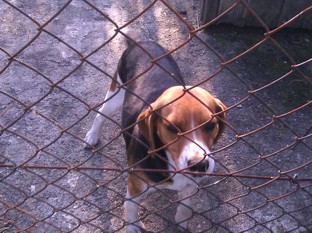 Beagle