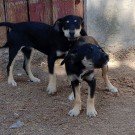 Cztery psie serduszka czekają na dom...
