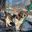 Adoptuj – pokaż, że masz serce!