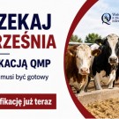 System QMP - Certyfikacja bydła mięsnego