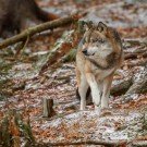 Komunikat o wilkach